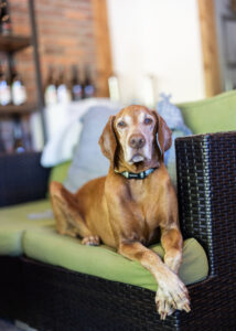 Boo Boo winery dog