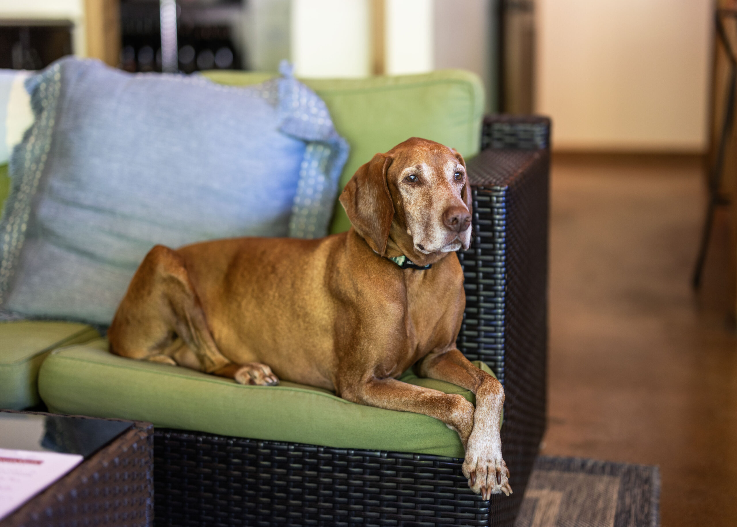 Boo Boo the winery dog